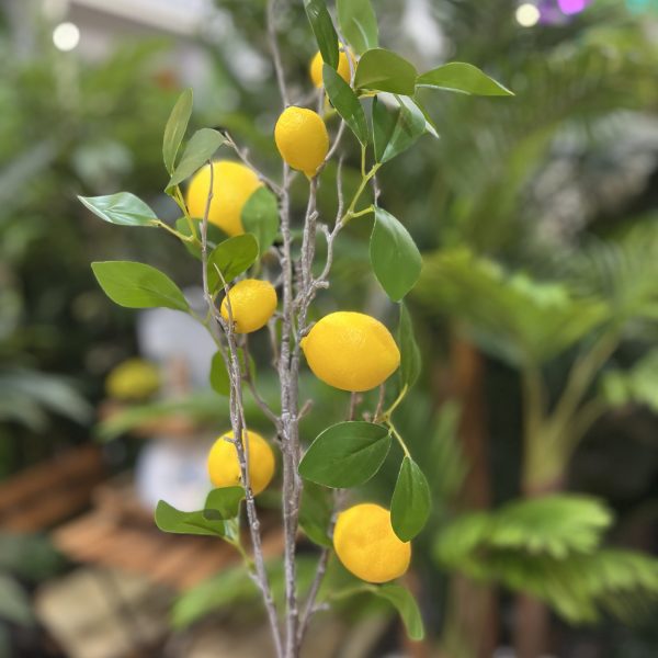 شاخه میوه لیمو