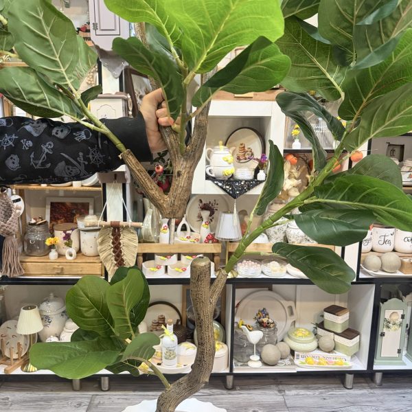 درخچه لیراتا