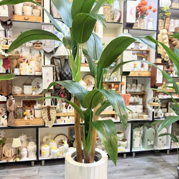 درختچه پرنده بهشتی ۳ تنه