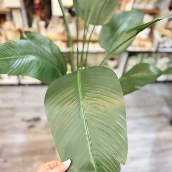 درختچه نیکولای ۱۵ برگ